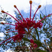 another grevillea variety by koalagardens