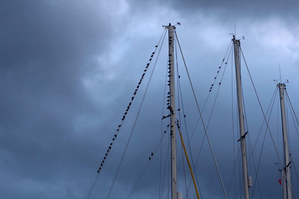 Starlings by davemockford
