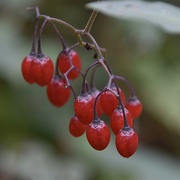 29th Oct 2021 - Deadly nightshade berries 