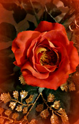 16th Oct 2021 - Autumn Rose 