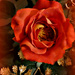 Autumn Rose  by wendyfrost