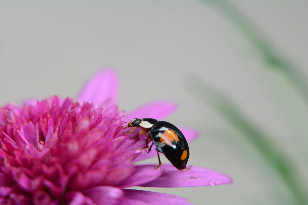 flower and ladybird........ by ziggy77