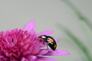 29th Oct 2021 - flower and ladybird........
