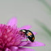 flower and ladybird........ by ziggy77