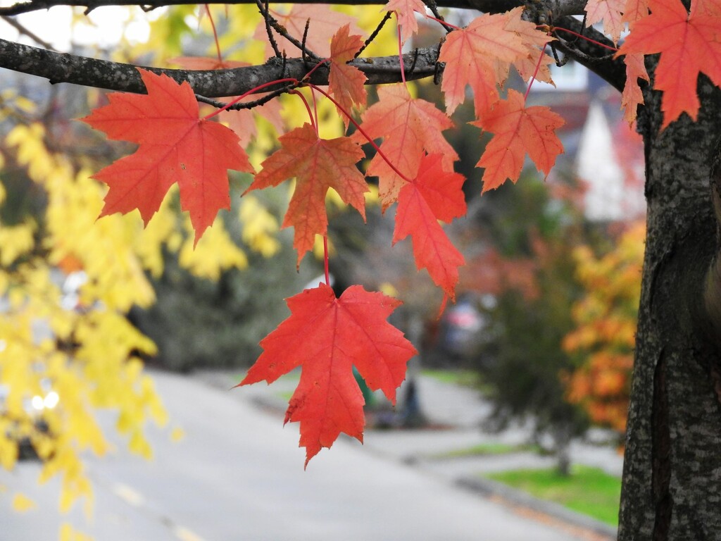 Fall's Leaves by seattlite