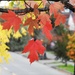 Fall's Leaves by seattlite