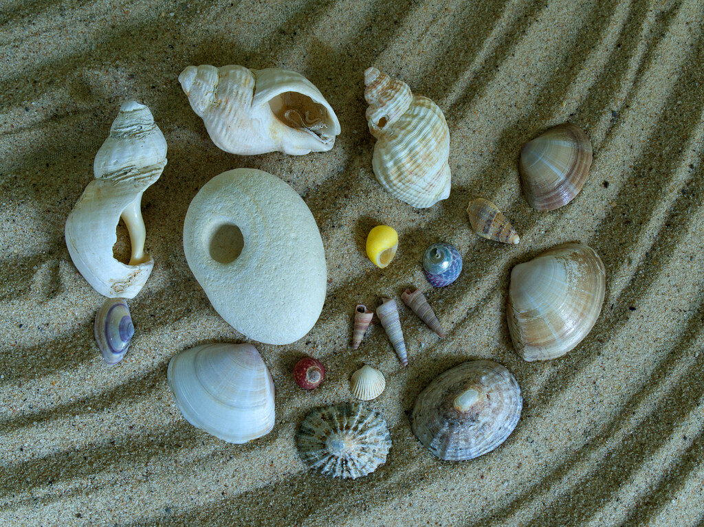 She sells sea shells on the sea shore... by jon_lip