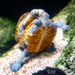 Turtle love by photographycrazy