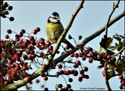 29th Oct 2021 - Blue tit in the berries