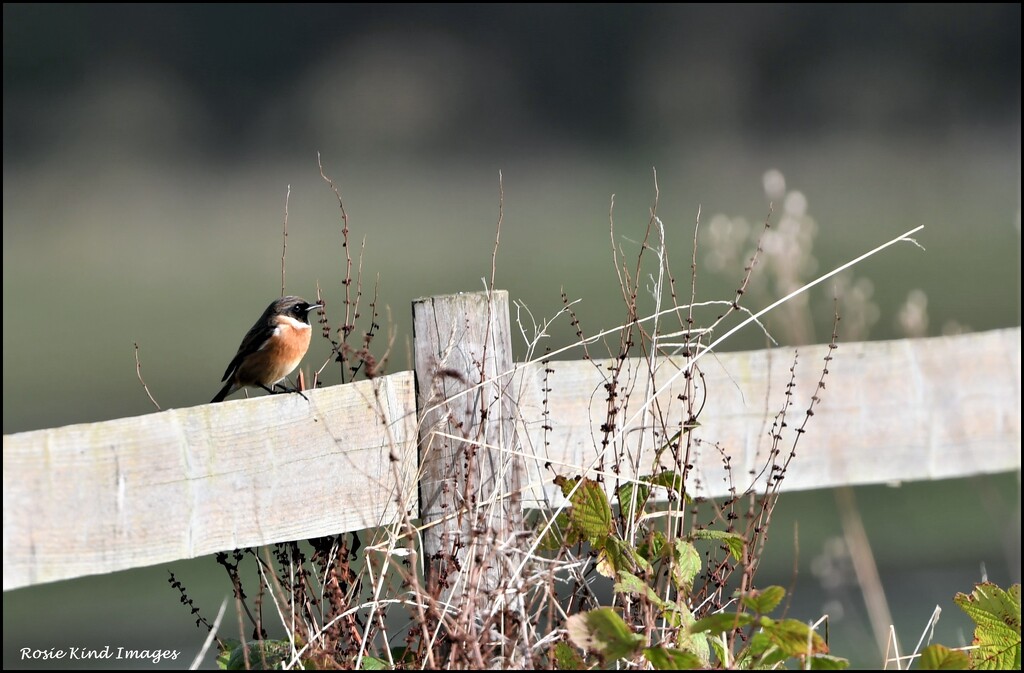 Another stonechat by rosiekind