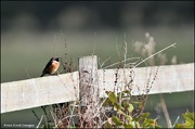 29th Oct 2021 - Another stonechat