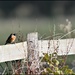 Another stonechat by rosiekind