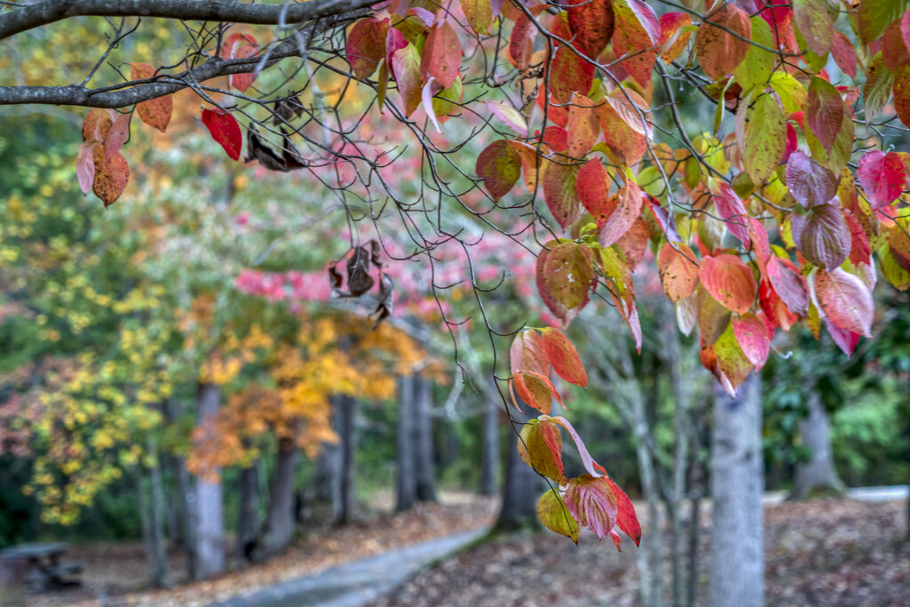 Autumn by kvphoto