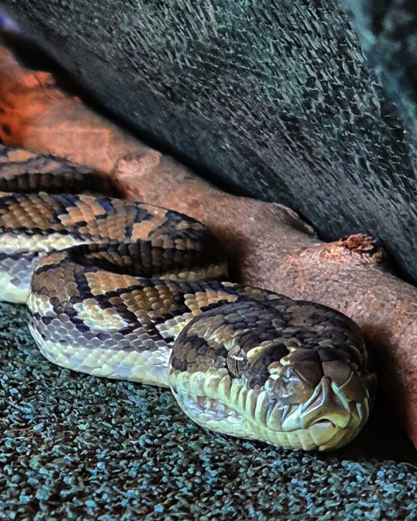 Carpet snake by corymbia