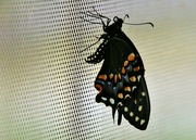 3rd Oct 2021 - Emerging from its Chrysalis