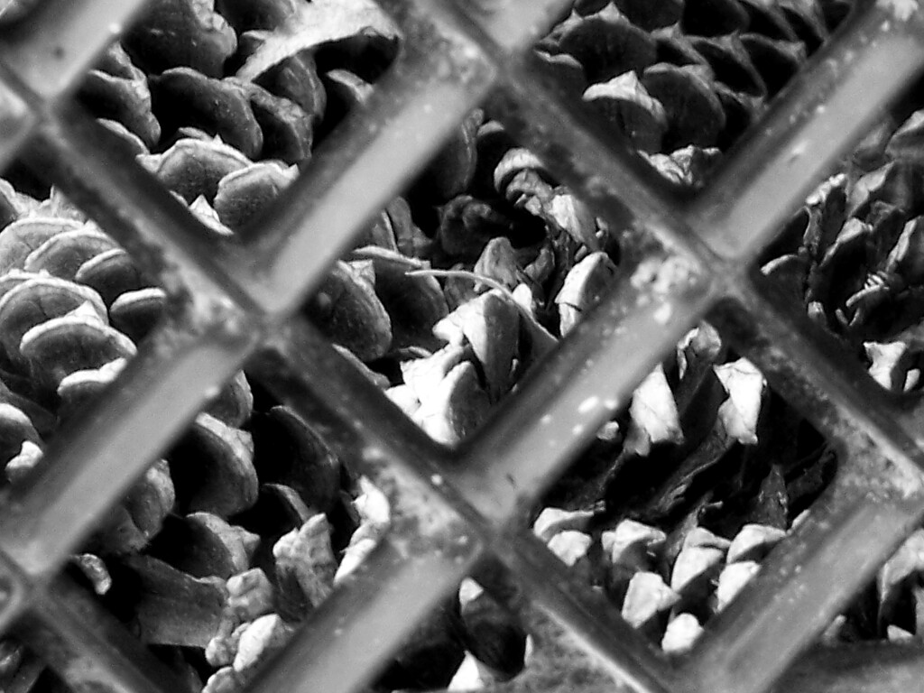 Cones in a crate... by marlboromaam