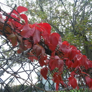 29th Oct 2021 - Red #1:Leaves