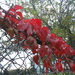 Red #1:Leaves by spanishliz