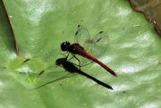 30th Oct 2021 - A Common Red Darter? ~          