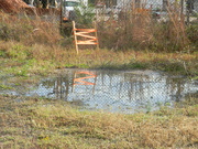 29th Oct 2021 - Reflection in Puddle