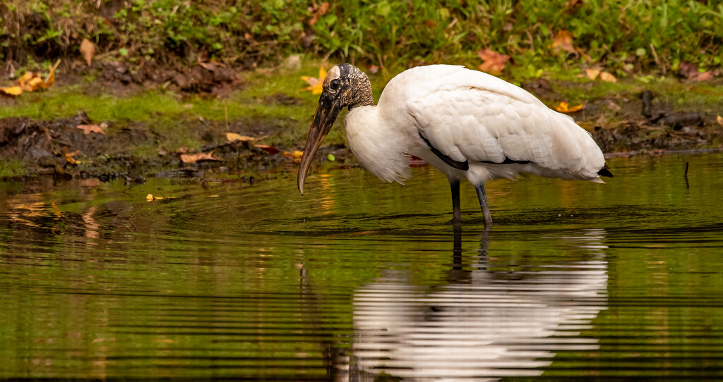 Woodstork Looking for a Snack! by rickster549