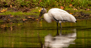 29th Oct 2021 - Woodstork Looking for a Snack!