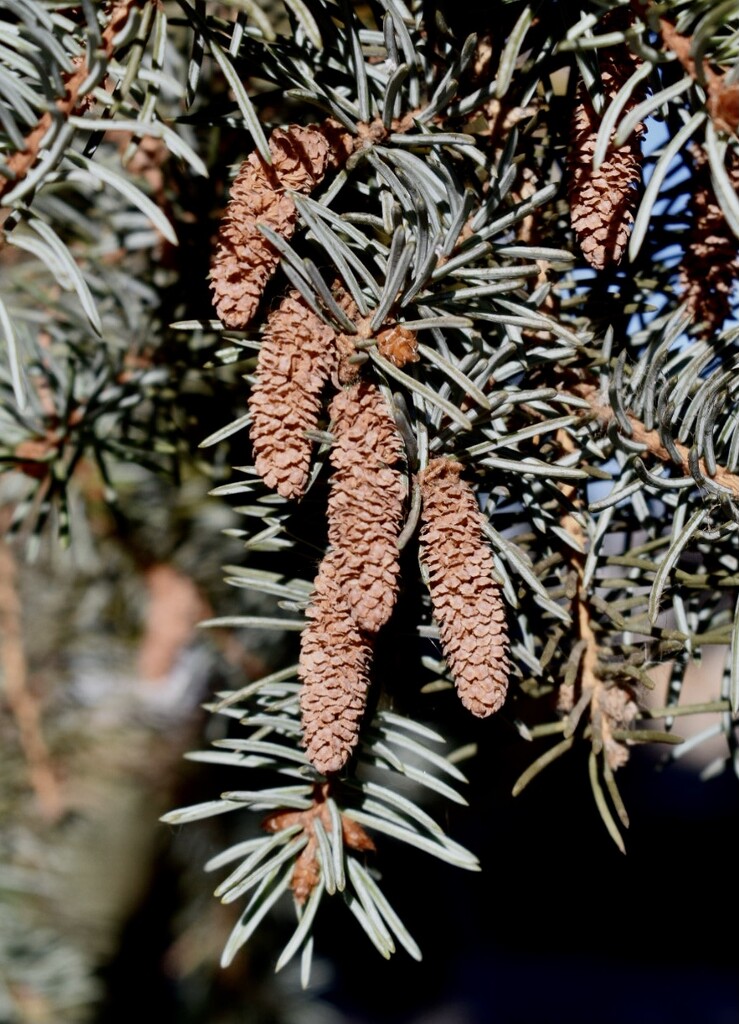 Blue Spruce cones by sandlily