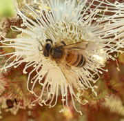 21st Sep 2021 - Bee on white flower.