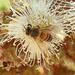 Bee on white flower. by ianjb21