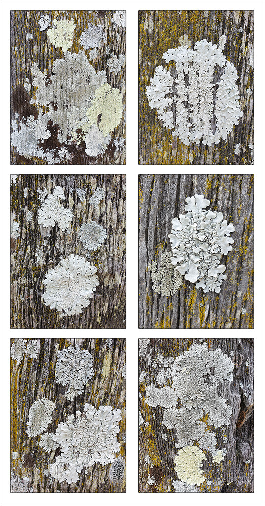 I Love Lichen by onewing
