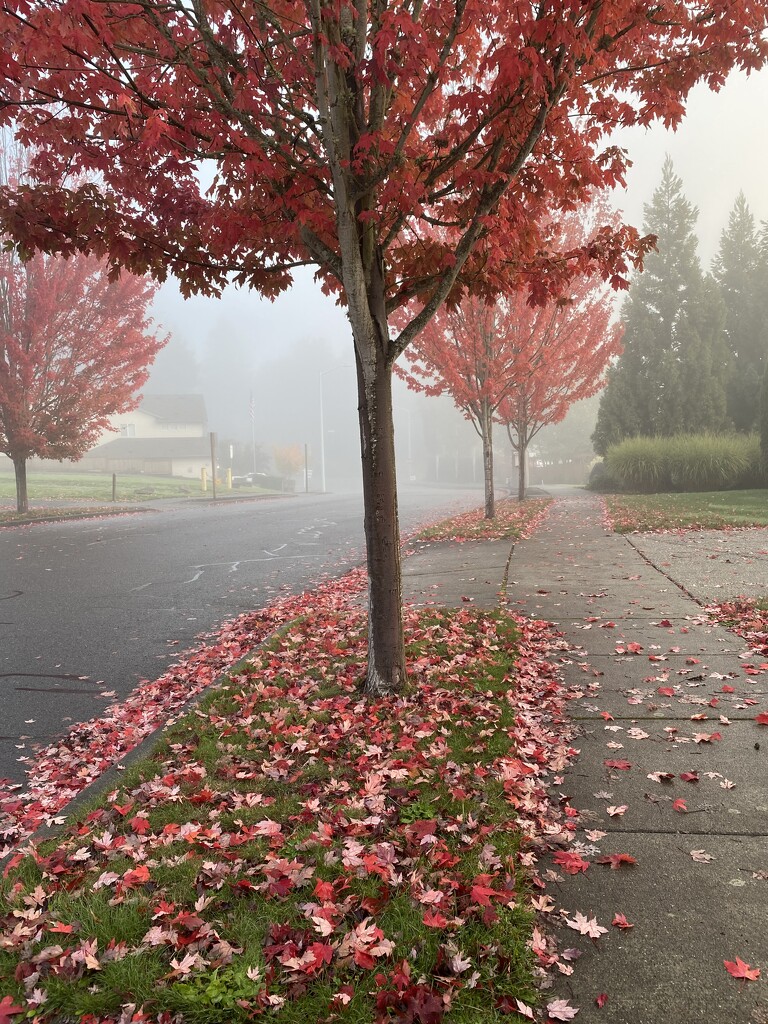 Morning fog during fall by clay88