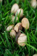 28th Oct 2021 - Slug on mushrooms