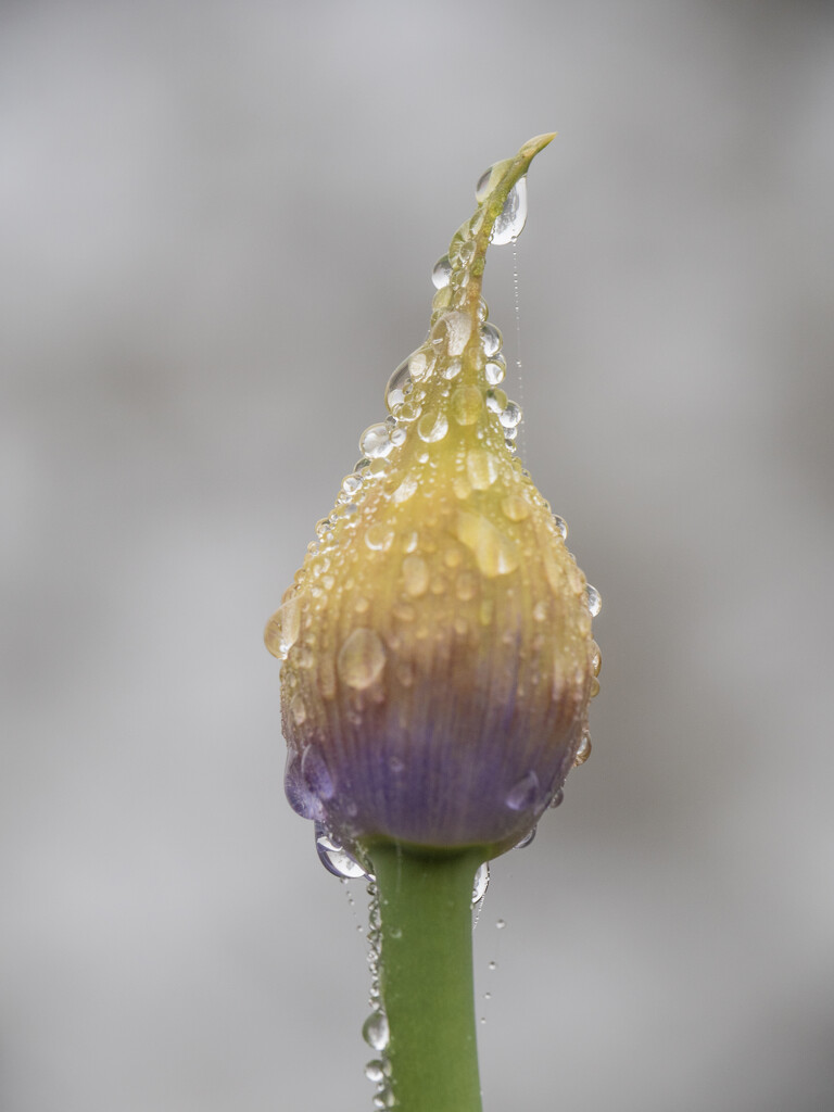 Morning Dew on Flower bud by ianjb21