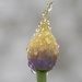 Morning Dew on Flower bud by ianjb21