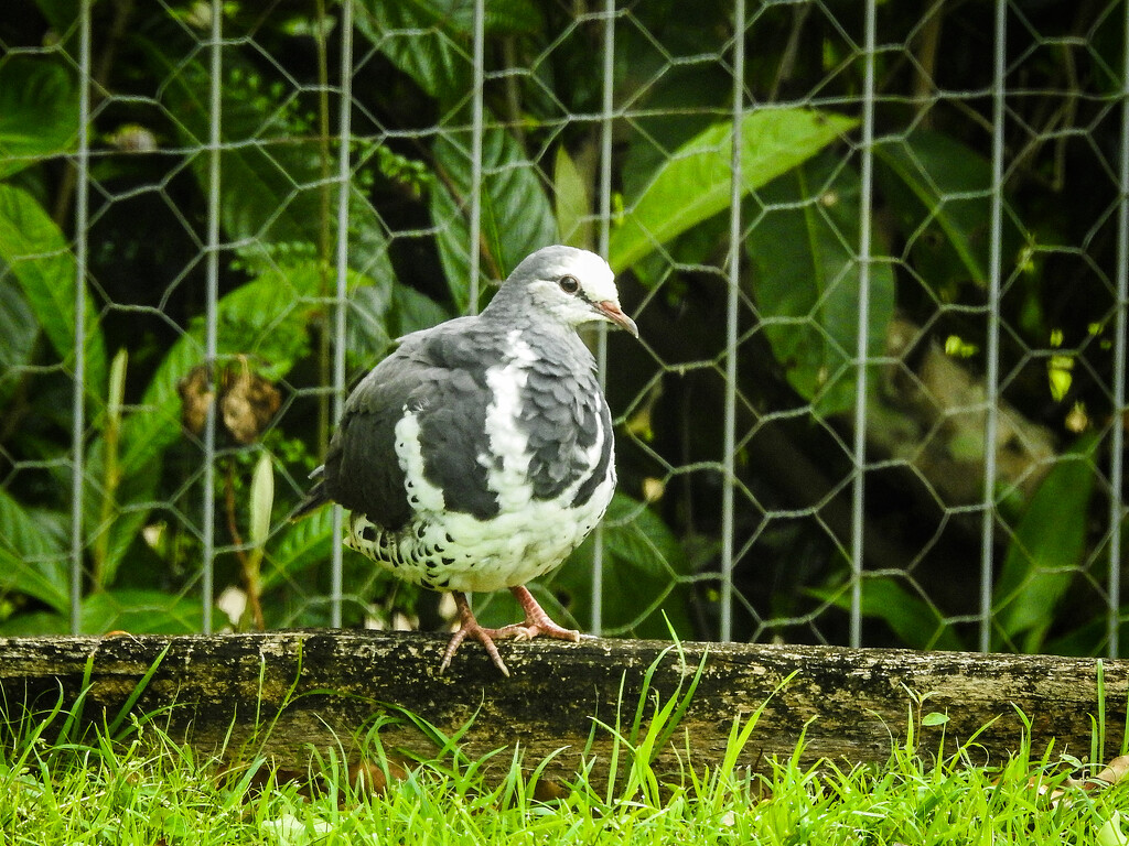 Wonga Pigeon by jeneurell