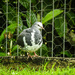 Wonga Pigeon by jeneurell