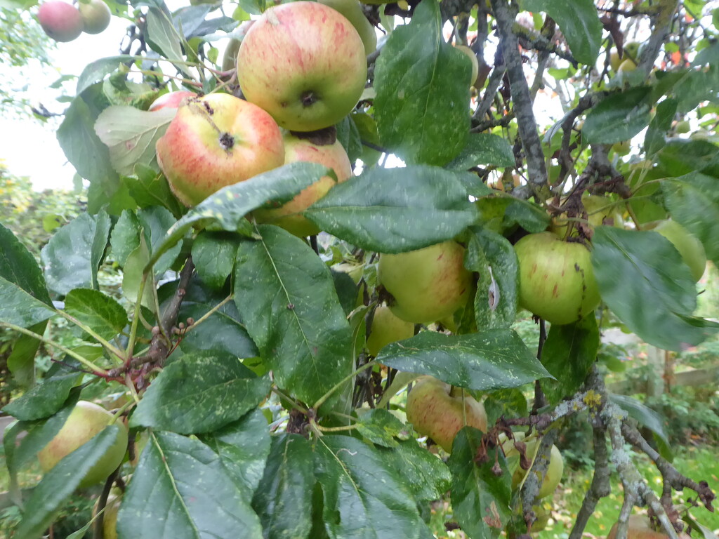 Apples in the Orchard by snowy