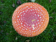 28th Oct 2021 - Toadstool