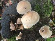 27th Oct 2021 - Fungi