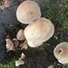 Fungi by jab