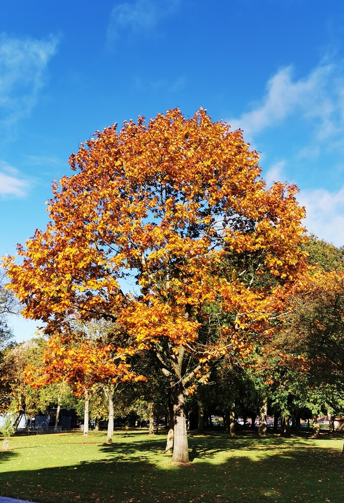  Tree in Autumn by plainjaneandnononsense