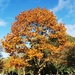  Tree in Autumn by plainjaneandnononsense