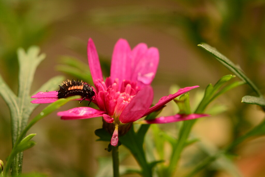 Ladybird larvae on pink flower.......... by ziggy77