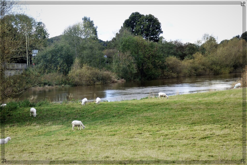Grazing peacefully  by the Severn by beryl