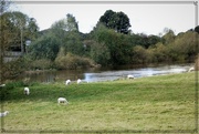 30th Oct 2021 - Grazing peacefully  by the Severn
