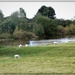 Grazing peacefully  by the Severn by beryl