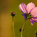 Cosmos Backside  by phil_sandford
