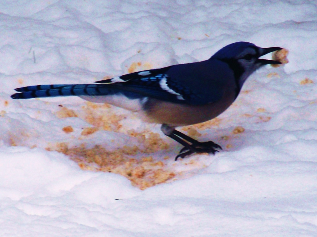Pretty blue bird in my front yard today - Jan 20, 2011 by dorim
