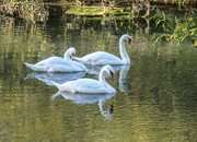26th Oct 2021 - Swans a swimming......