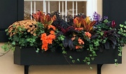 30th Oct 2021 - Flower box in the historic district